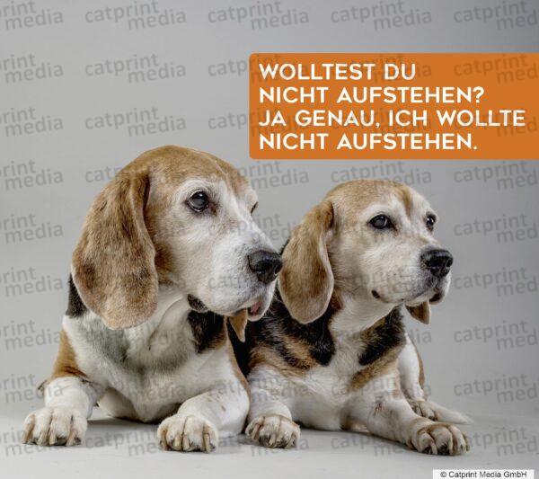 Aufstellbuch_Hundefreunde_Seite_159