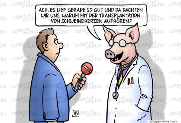 Schweineherzen-FARBE